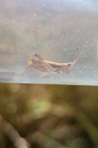 <i>Chorthippus</i>