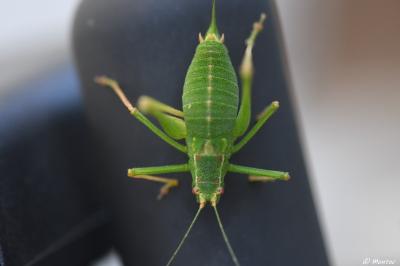 Leptophye ponctuée