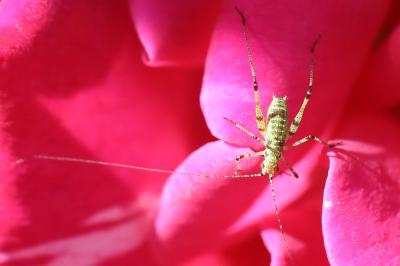 <i>Phaneroptera</i>