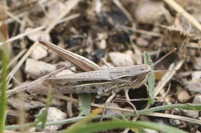 <i>Euchorthippus elegantulus</i>