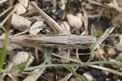 <i>Euchorthippus elegantulus</i>