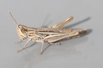 <i>Euchorthippus elegantulus</i>