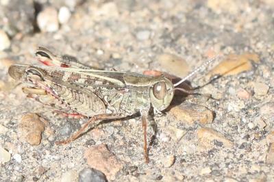 Caloptène italien