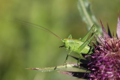 Grande Sauterelle verte