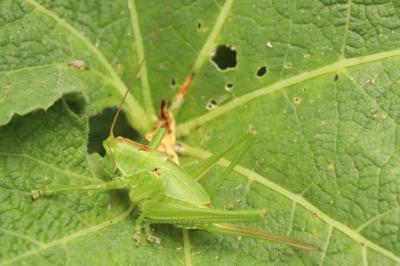 Tettigonia viridissima