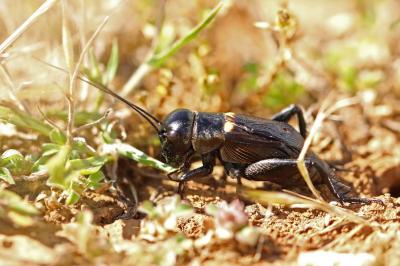 Grillon champêtre