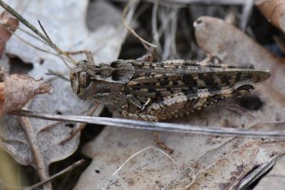 Caloptène italien