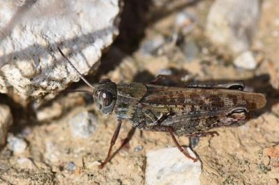 Caloptène italien