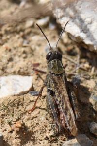 Caloptène italien