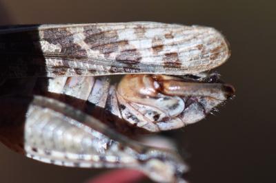 Caloptène italien