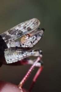 Caloptène italien