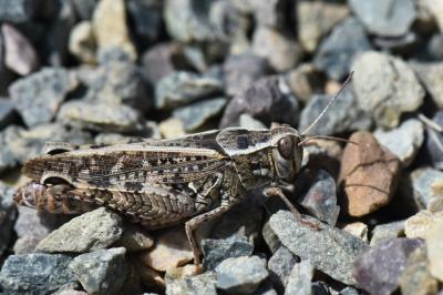 Caloptène italien