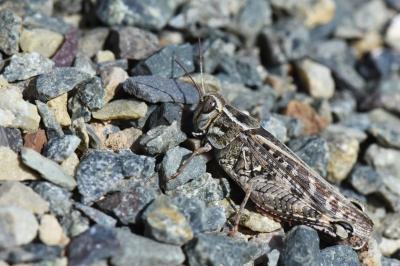 Caloptène italien