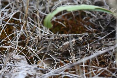 Caloptène italien