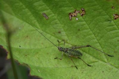 <i>Phaneroptera</i>