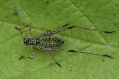 <i>Phaneroptera</i>