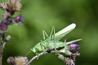 Grande Sauterelle verte