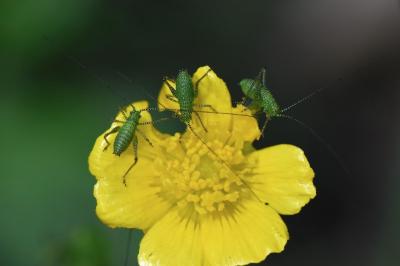 Leptophye ponctuée