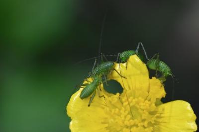 Leptophye ponctuée