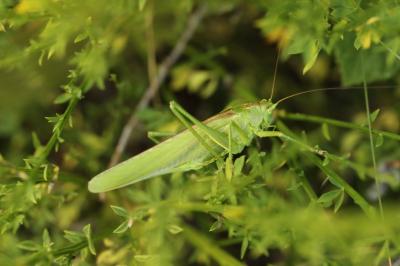 Grande Sauterelle verte