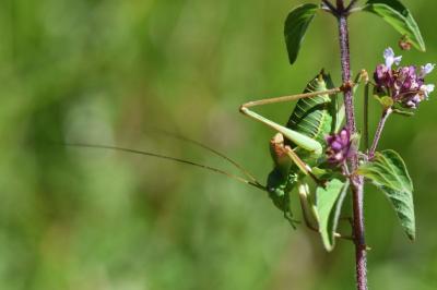 <i>Ephippiger diurnus diurnus</i>