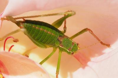 Leptophye ponctuée