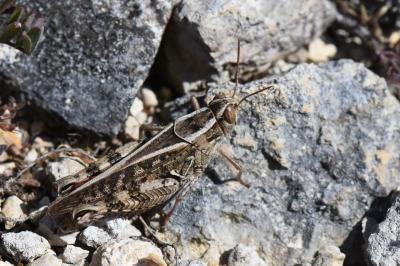 Caloptène italien