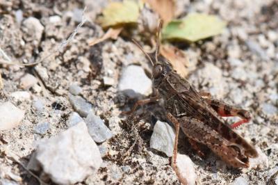 Caloptène italien