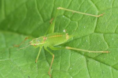 Leptophye ponctuée