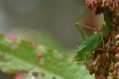 Leptophye ponctuée