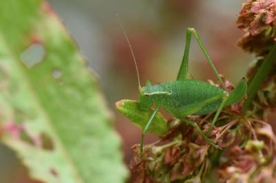 Leptophye ponctuée
