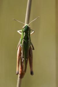 Stenobothrus lineatus