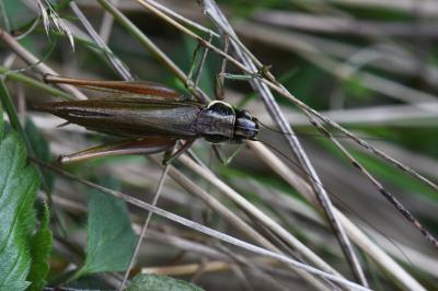 Decticelle bariolée