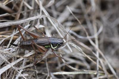 Decticelle bariolée