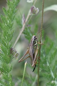 Decticelle bariolée