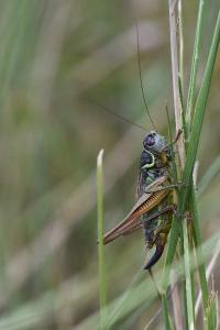 Decticelle bariolée