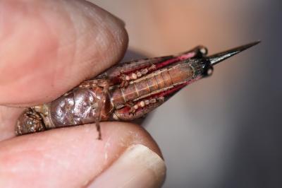 OEdipode automnale