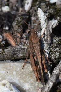 OEdipode automnale