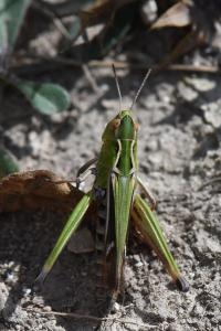 Stenobothrus lineatus