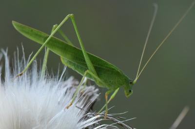 Phanéroptère commun
