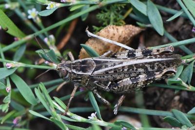 Caloptène italien