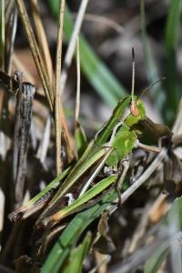 Stenobothrus lineatus