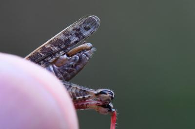 Caloptène italien
