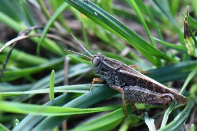 Caloptène italien