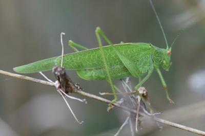 Phanéroptère méridional