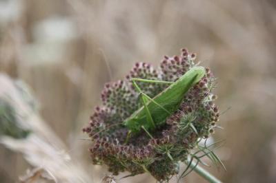 Grande Sauterelle verte
