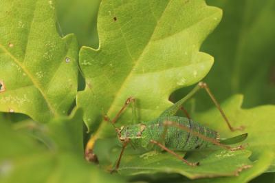 Leptophye ponctuée