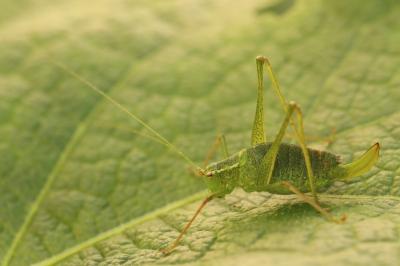 Leptophye ponctuée