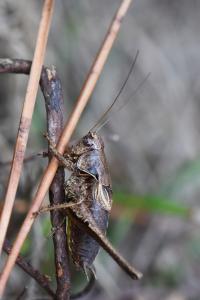 Decticelle cendrée