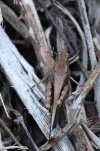 OEdipode automnale